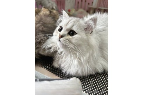 成約済の千葉県のペルシャ(チンチラ)-58893の4枚目