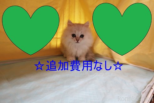 成約済の東京都のペルシャ-57611の1枚目