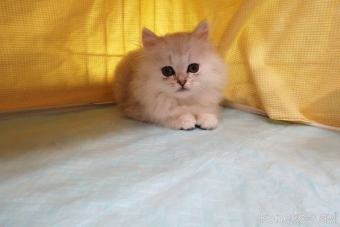 成約済の東京都のペルシャ-57611の2枚目