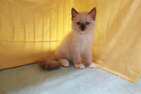 成約済の東京都のラグドール-56993の2枚目