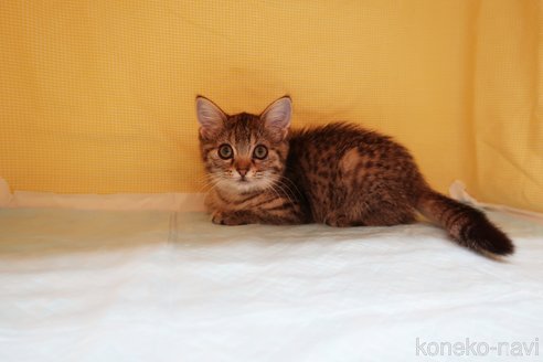 成約済の東京都のマンチカン-56991の2枚目