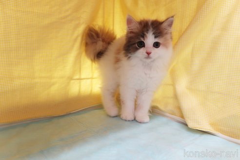 成約済の東京都のスコティッシュフォールド-56225の2枚目