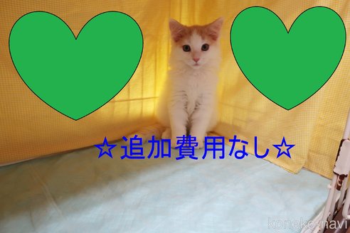 成約済の東京都のノルウェージャンフォレストキャット-55437の1枚目