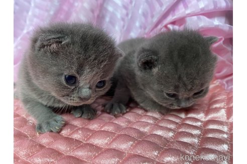 成約済の岡山県のブリティッシュショートヘア-59023の4枚目