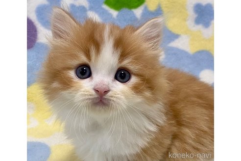 成約済の神奈川県のマンチカン(短足)-59037の1枚目