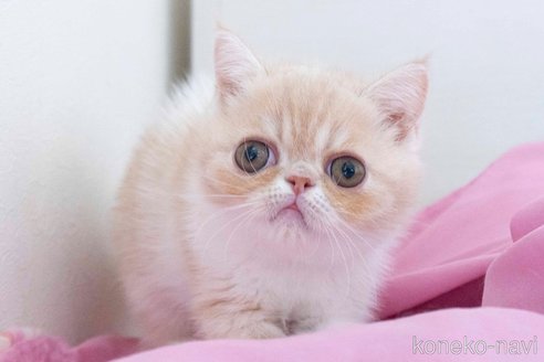 成約済の東京都のエキゾチックショートヘア-56862の1枚目