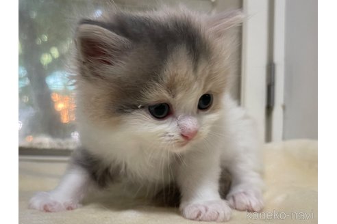 成約済の山梨県のスコティッシュフォールド-59054の5枚目