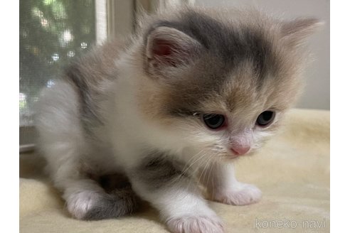 成約済の山梨県のスコティッシュフォールド-59054の1枚目
