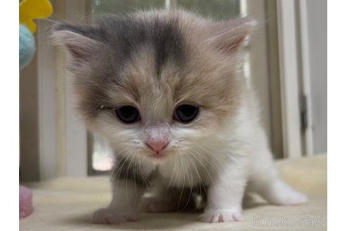 成約済の山梨県のスコティッシュフォールド-59054の6枚目