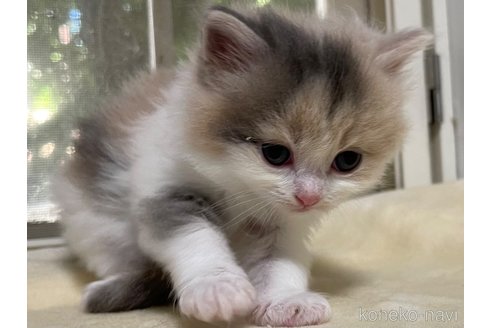 成約済の山梨県のスコティッシュフォールド-59054の2枚目