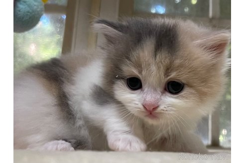 成約済の山梨県のスコティッシュフォールド-59054の3枚目