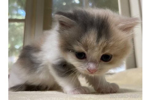 成約済の山梨県のスコティッシュフォールド-59054の4枚目