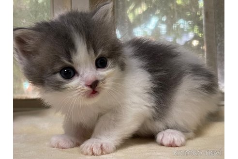 成約済の山梨県のスコティッシュフォールド-59057の1枚目