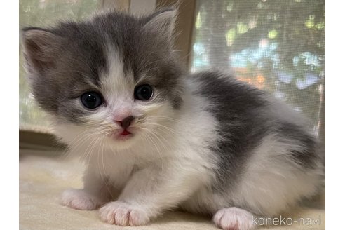 成約済の山梨県のスコティッシュフォールド-59057の3枚目