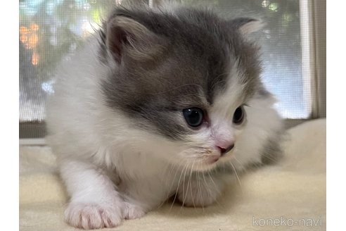 成約済の山梨県のスコティッシュフォールド-59057の4枚目
