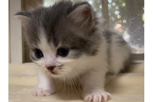 成約済の山梨県のスコティッシュフォールド-59057の5枚目