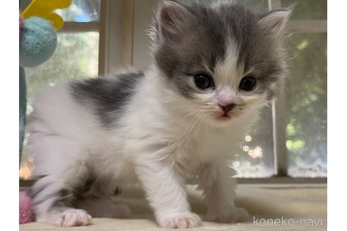成約済の山梨県のスコティッシュフォールド-59057の6枚目