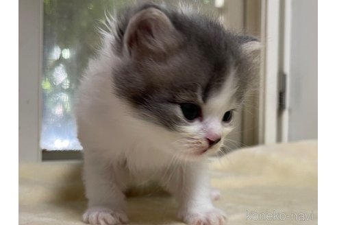 成約済の山梨県のスコティッシュフォールド-59057の2枚目