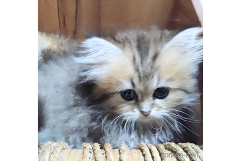成約済の愛知県のペルシャ(チンチラ)-59182の6枚目