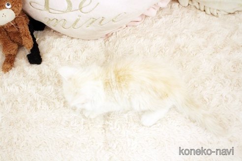 成約済の佐賀県のスコティッシュフォールド-57932の2枚目