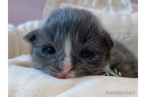 成約済の広島県のノルウェージャンフォレストキャット-59274の3枚目