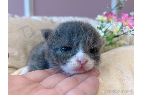 成約済の広島県のノルウェージャンフォレストキャット-59276の3枚目