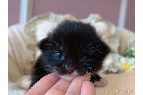 成約済の広島県のノルウェージャンフォレストキャット-59277の5枚目