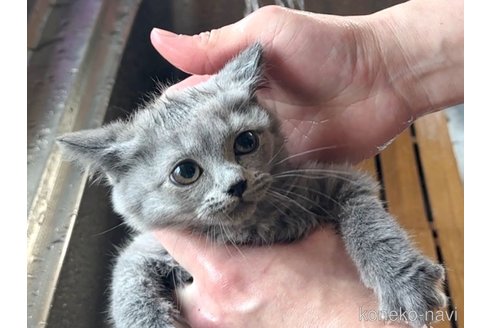 販売中の北海道のシャルトリュー-50898の6枚目