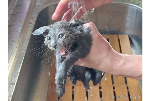 販売中の北海道のシャルトリュー-50898の7枚目