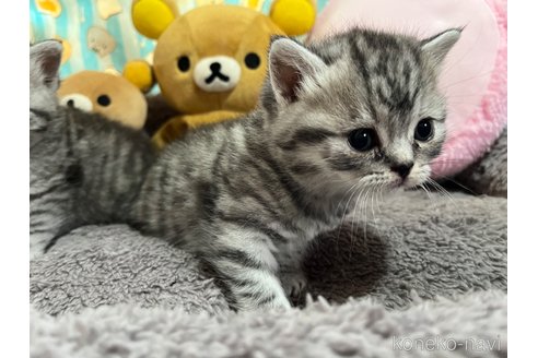 成約済の千葉県のスコティッシュストレート-59347の21枚目