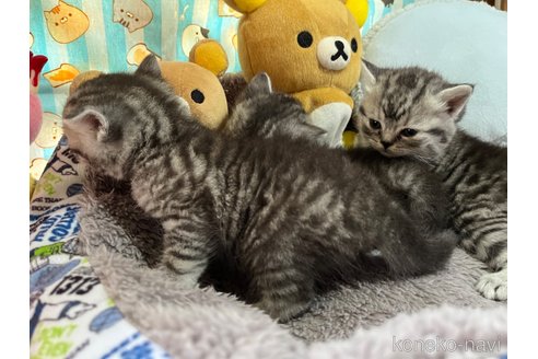 成約済の千葉県のスコティッシュストレート-59347の19枚目