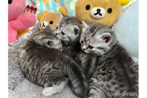 成約済の千葉県のスコティッシュストレート-59348の21枚目
