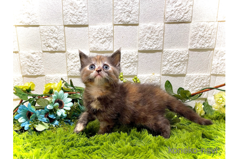 成約済の埼玉県のスコティッシュフォールド-59351の2枚目