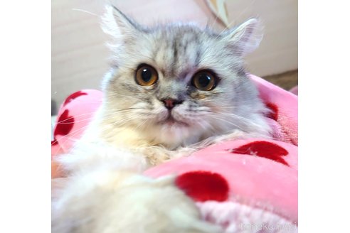 成約済の愛知県のペルシャ-54962の4枚目