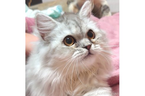 成約済の愛知県のペルシャ-54962の3枚目