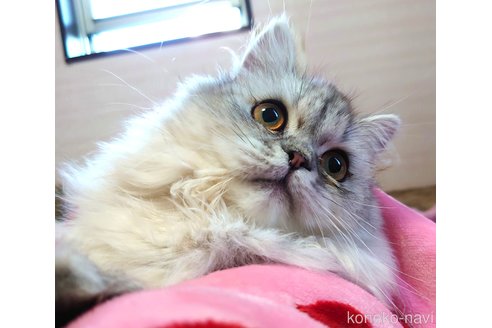 成約済の愛知県のペルシャ-54962の2枚目