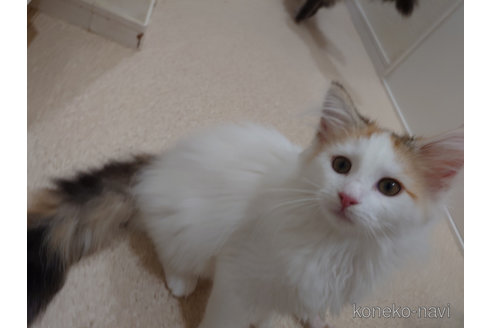 成約済の埼玉県のノルウェージャンフォレストキャット-49602の4枚目