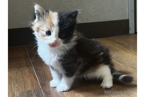 成約済の島根県のノルウェージャンフォレストキャット-59569