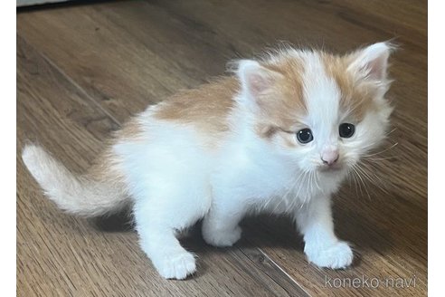 販売中の島根県のノルウェージャンフォレストキャット-59570