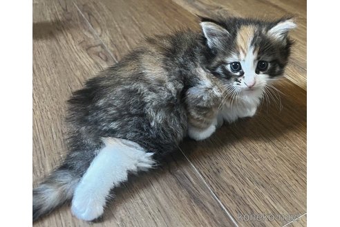 成約済の島根県のノルウェージャンフォレストキャット-59571