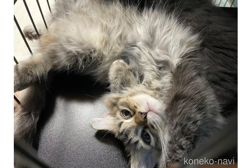 成約済の愛知県のミヌエット-53837の9枚目