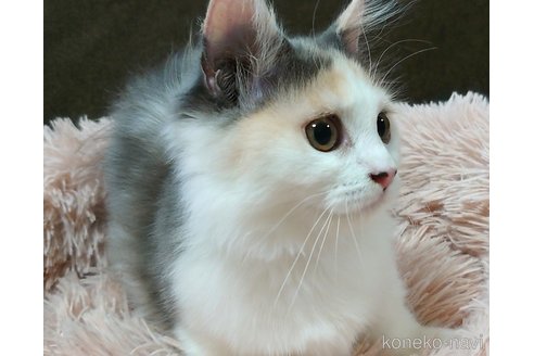 成約済の愛知県のマンチカン(短足)-58827の1枚目