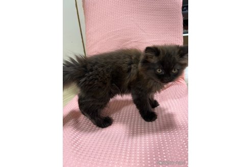 成約済の埼玉県のミックス-54189の38枚目