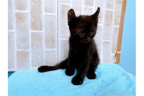 成約済の東京都のアメリカンカール-59695の6枚目