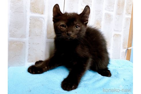 成約済の東京都のアメリカンカール-59695の9枚目