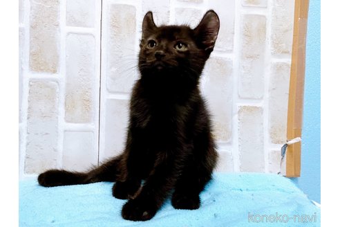 成約済の東京都のアメリカンカール-59695の10枚目