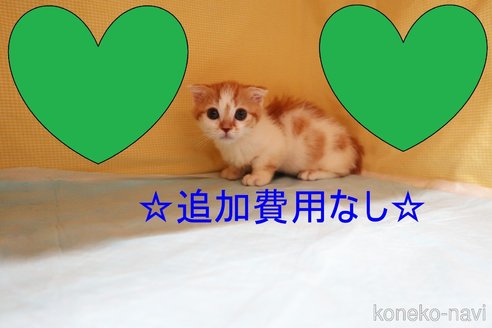 成約済の東京都のマンチカン(短足)-59817の1枚目