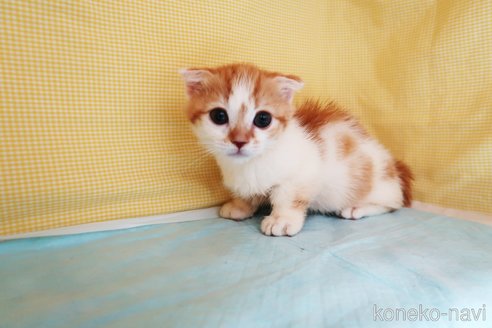 成約済の東京都のマンチカン(短足)-59817の2枚目