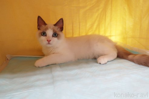 成約済の東京都のラグドール-51931の2枚目