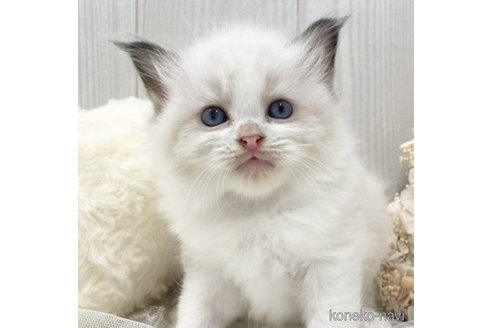 成約済の大阪府のラグドール-59894の8枚目